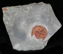 Red Declivolithus Trilobite - Great Detail #23933-1